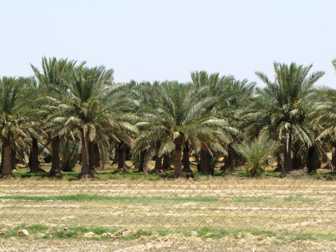 سوگواره دوم-عکس 8-مجتبی خاکسار کوشک قاضی-پیاده روی اربعین از نجف تا کربلا