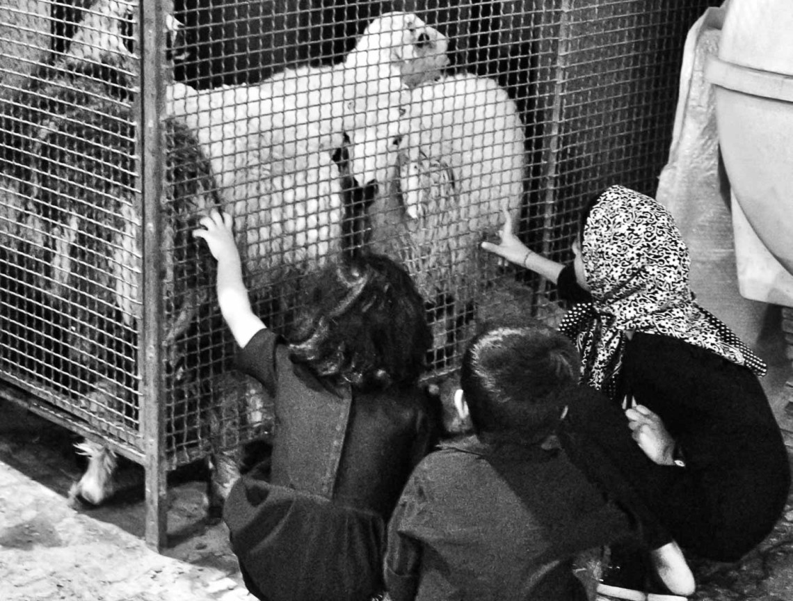 هشتمین سوگواره عاشورایی عکس هیأت-نگین قاسم زاده -بخش اصلی-سوگواری بر خاندان عصمت(ع)