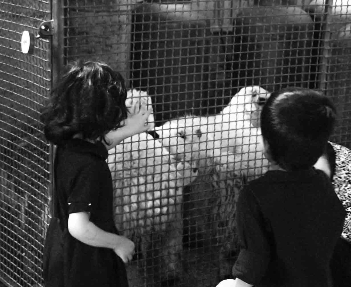 هشتمین سوگواره عاشورایی عکس هیأت-نگین قاسم زاده -بخش اصلی-سوگواری بر خاندان عصمت(ع)